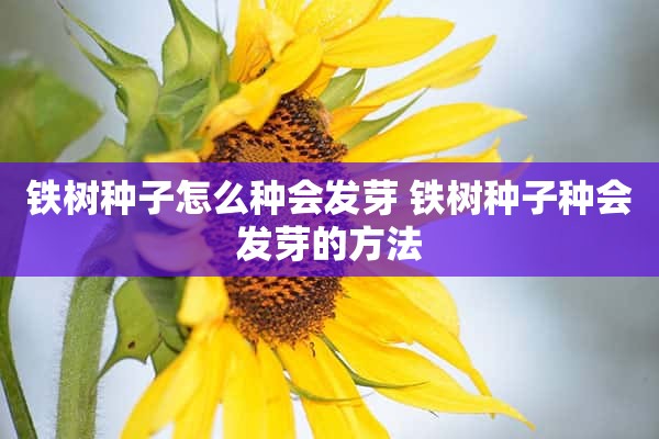 铁树种子怎么种会发芽 铁树种子种会发芽的方法