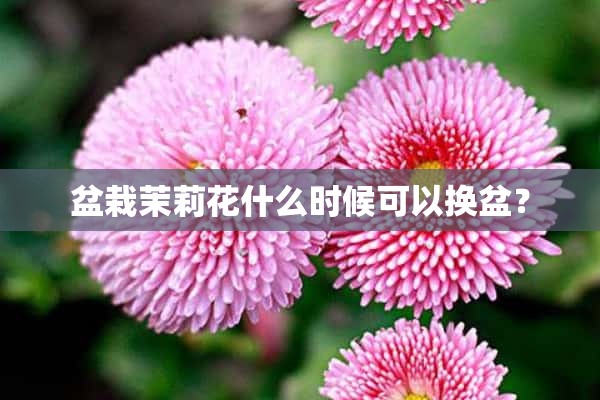 盆栽茉莉花什么时候可以换盆？