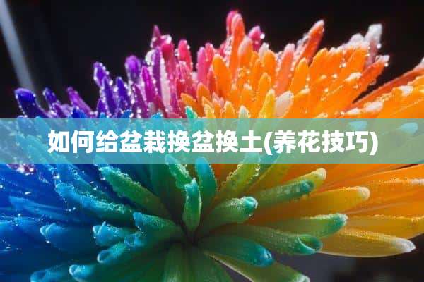 如何给盆栽换盆换土(养花技巧)