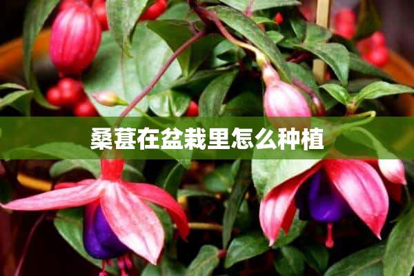 桑葚在盆栽里怎么种植