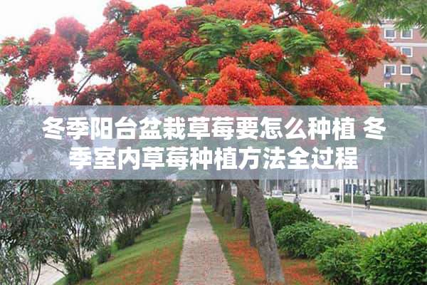 冬季阳台盆栽草莓要怎么种植 冬季室内草莓种植方法全过程