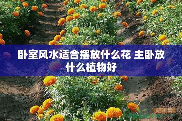 卧室风水适合摆放什么花 主卧放什么植物好