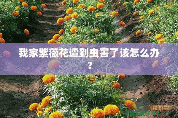 我家紫薇花遭到虫害了该怎么办？