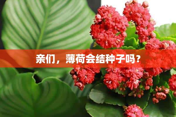 亲们，薄荷会结种子吗？