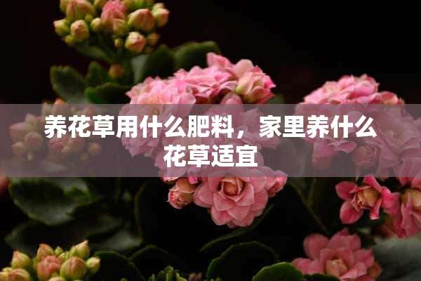 养花草用什么肥料，家里养什么花草适宜