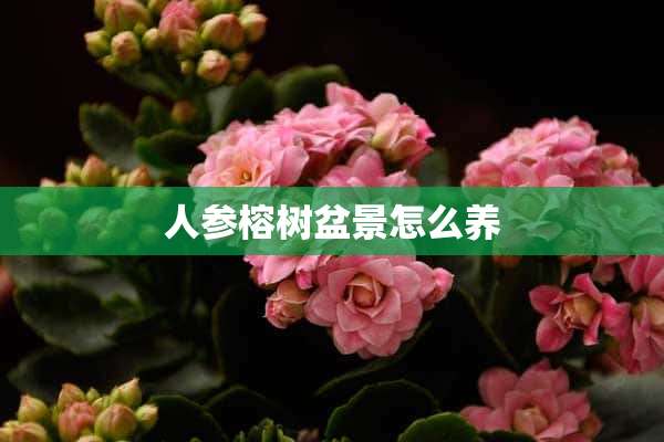 人参榕树盆景怎么养