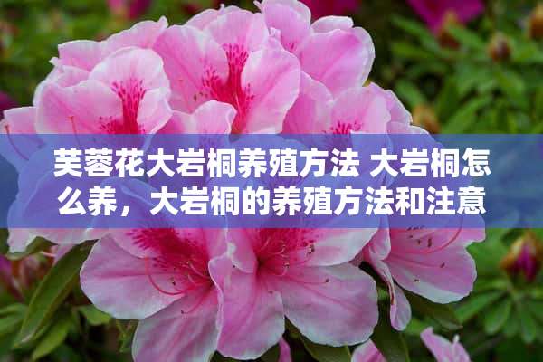 芙蓉花大岩桐养殖方法 大岩桐怎么养，大岩桐的养殖方法和注意事项