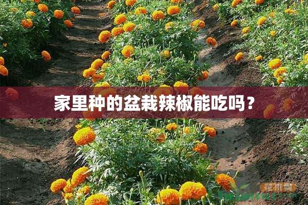 家里种的盆栽辣椒能吃吗？