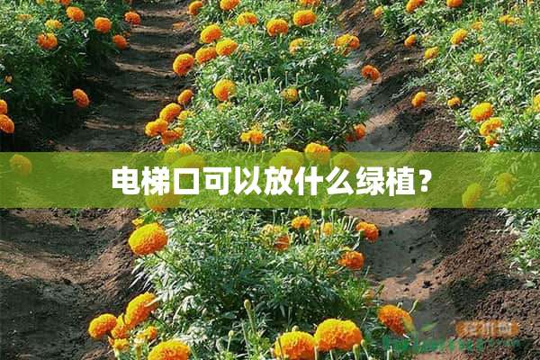 电梯口可以放什么绿植？