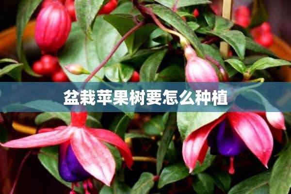 盆栽苹果树要怎么种植