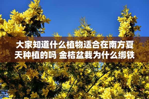 大家知道什么植物适合在南方夏天种植的吗 金桔盆栽为什么绑铁丝网