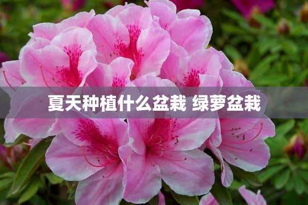 夏天种植什么盆栽 绿萝盆栽