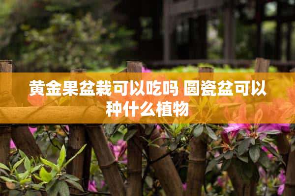 黄金果盆栽可以吃吗 圆瓷盆可以种什么植物