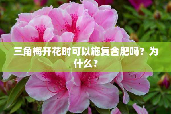 三角梅开花时可以施复合肥吗？为什么？