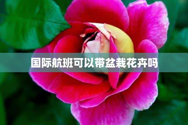 国际航班可以带盆栽花卉吗