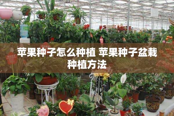 苹果种子怎么种植 苹果种子盆栽种植方法