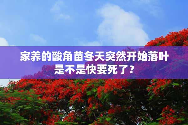 家养的酸角苗冬天突然开始落叶是不是快要死了？