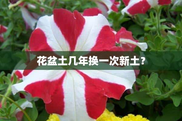 花盆土几年换一次新土？