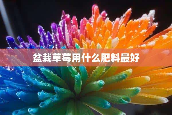 盆栽草莓用什么肥料最好