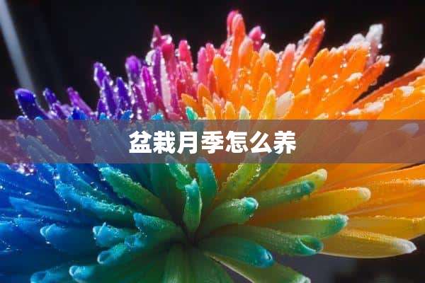 盆栽月季怎么养