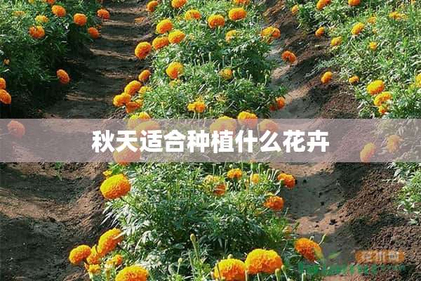 秋天适合种植什么花卉