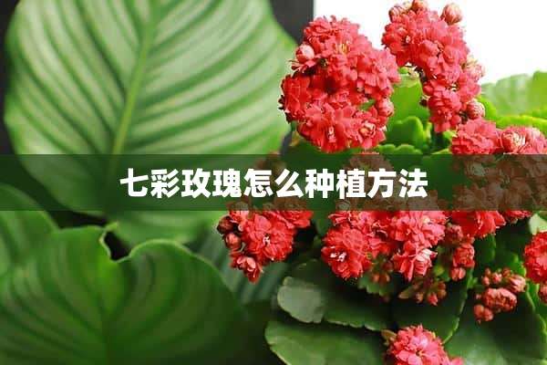 七彩玫瑰怎么种植方法