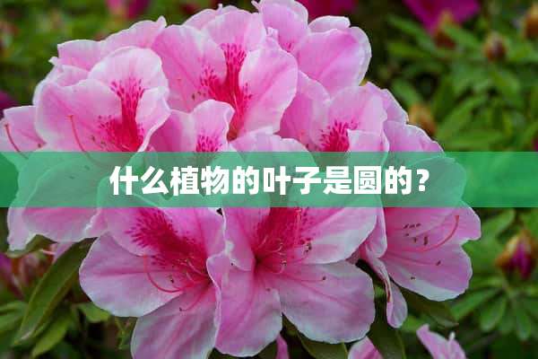 什么植物的叶子是圆的？