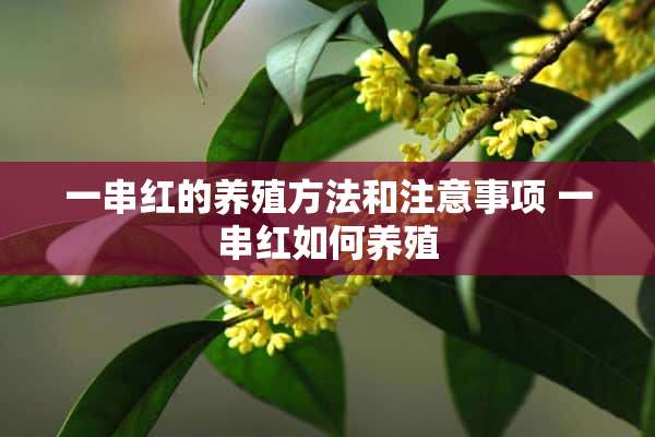 一串红的养殖方法和注意事项 一串红如何养殖