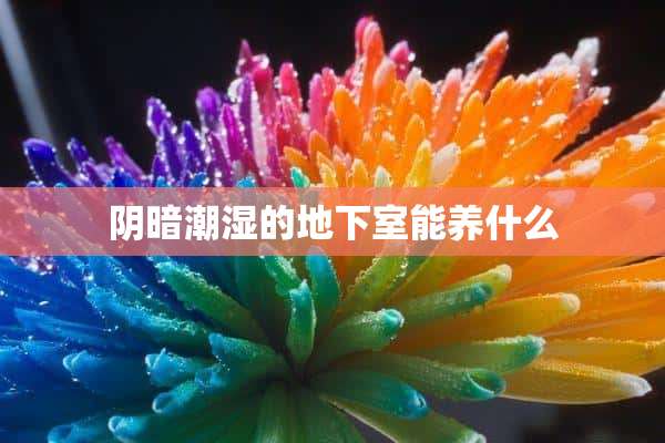 阴暗潮湿的**室能养什么