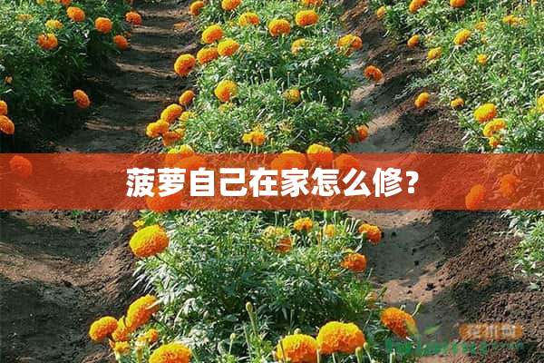 菠萝自己在家怎么修？