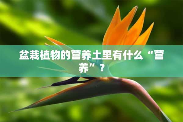 盆栽植物的营养土里有什么“营养”？