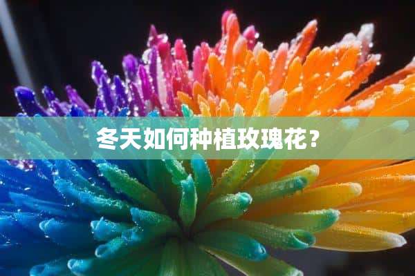 冬天如何种植玫瑰花？