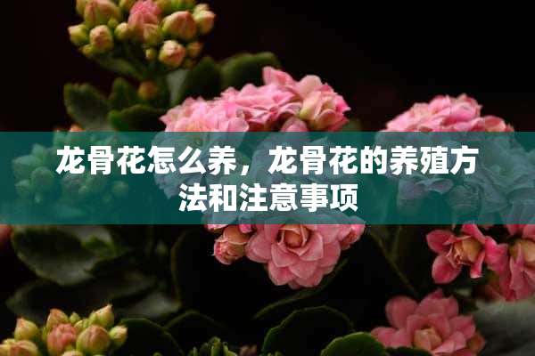 龙骨花怎么养，龙骨花的养殖方法和注意事项