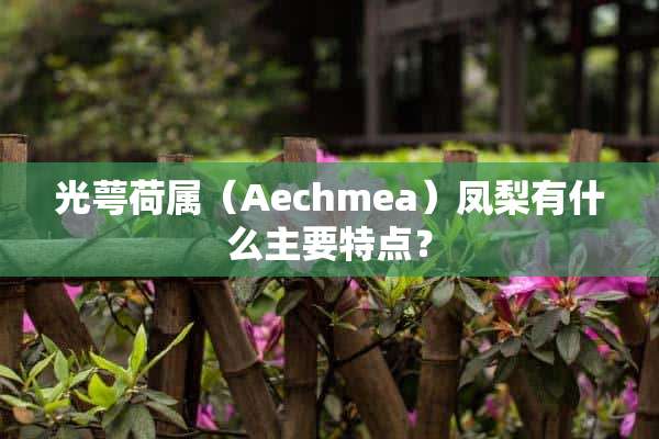 光萼荷属（Aechmea）凤梨有什么主要特点？