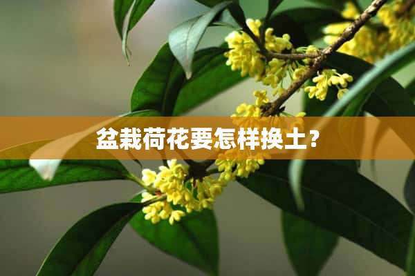 盆栽荷花要怎样换土？