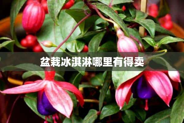 盆栽冰淇淋哪里有得卖