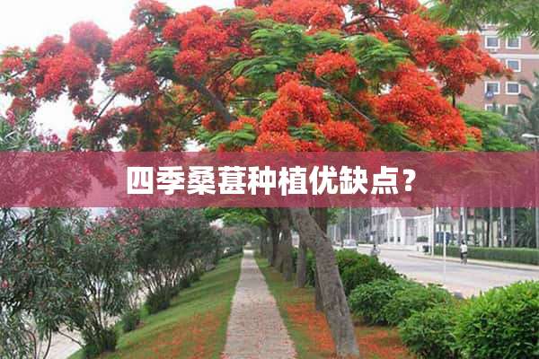 四季桑葚种植优缺点？