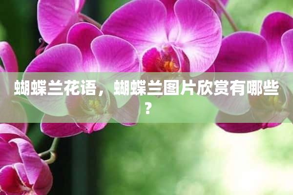 蝴蝶兰花语，蝴蝶兰图片欣赏有哪些？