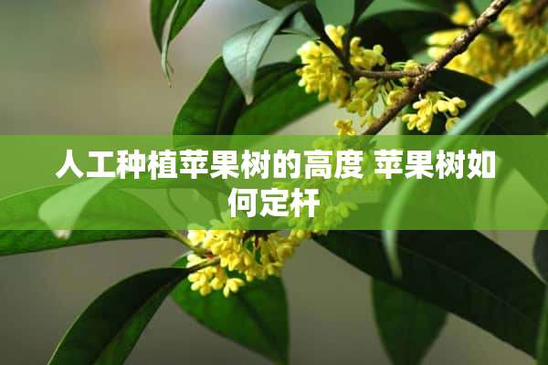 人工种植苹果树的高度 苹果树如何定杆