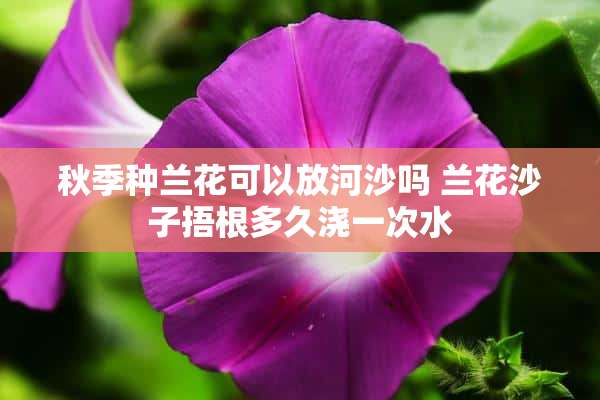 秋季种兰花可以放河沙吗 兰花沙子捂根多久浇一次水