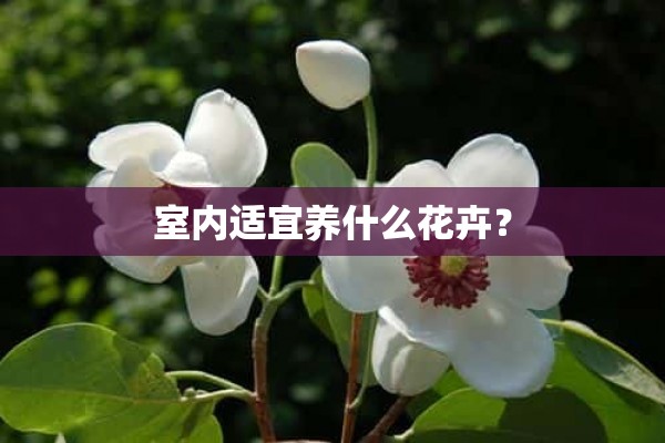 室内适宜养什么花卉？