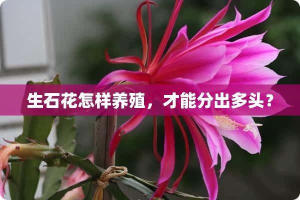 生石花怎样养殖，才能分出多头？