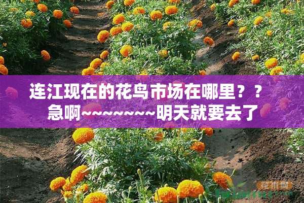 连江现在的花鸟市场在哪里？？ 急啊~~~~~~~明天就要去了