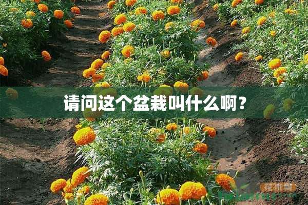 请问这个盆栽叫什么啊？