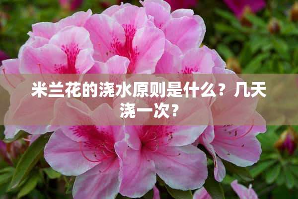 米兰花的浇水原则是什么？几天浇一次？