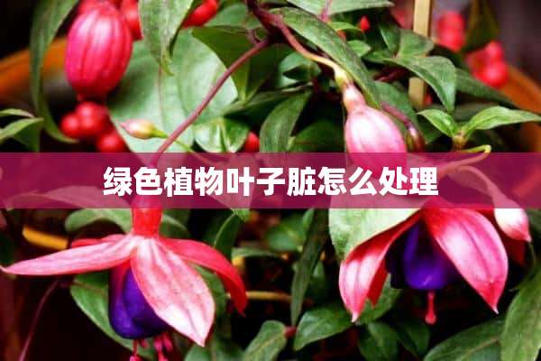 绿色植物叶子脏怎么处理