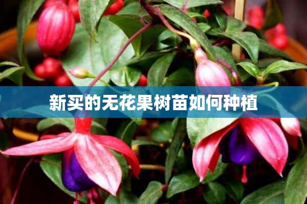 新买的无花果树苗如何种植