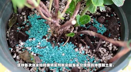 绣球花怎么调色？