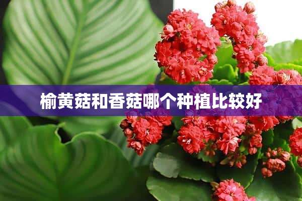 榆黄菇和香菇哪个种植比较好