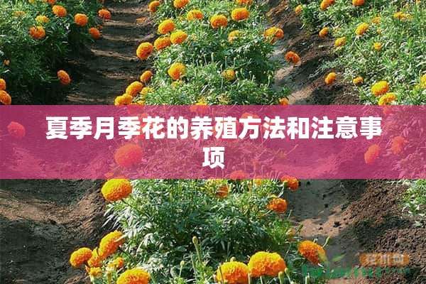 夏季月季花的养殖方法和注意事项